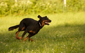 Beauceron is running at breakneck speed