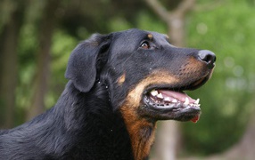 Beauceron on background of trees