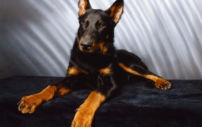 Босерон позирует на сером фоне