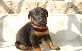 Щенок босерона сидит на ступеньках