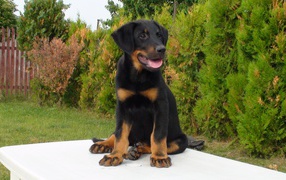 Beauceron puppy sitting on the table