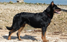 Beauceron standing on the rocky shore
