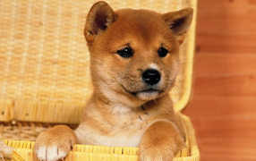 Beautiful Akita Inu puppy in a basket