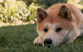 Красивая акита-ину грустит