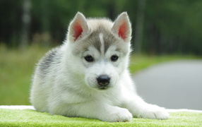 Beautiful Alaskan Malamute puppy