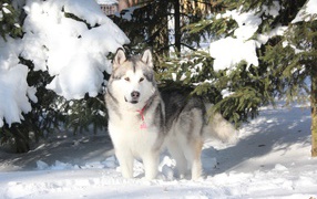 Beautiful Alaskan Malamute stands in the snow