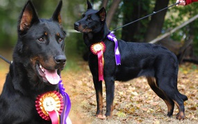 Красивый босерон  и его награды