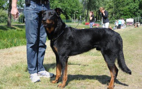 Beautiful Beauceron or its masters