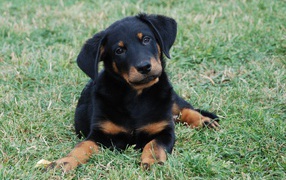 Beautiful Beauceron puppy lying on the lawn
