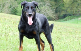 Beautiful Beauceron standing on a glade