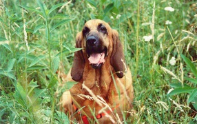 Beautiful Bloodhound in high grass