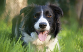Beautiful Border Collie in the grass