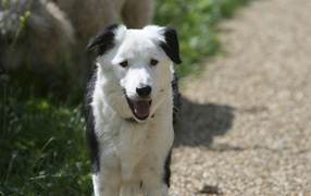Beautiful Border Collie is on the road
