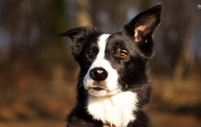 Красивая бордер-колли прислушалась