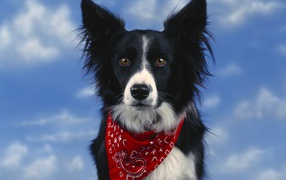 Beautiful Border Collie on sky background