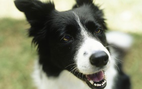 Красивая бордер-колли улыбается