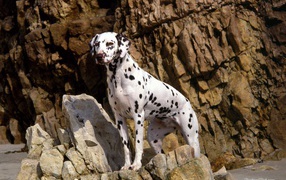 Beautiful Dalmatian on the rocks