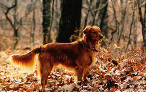 Beautiful Golden terrier in the forest