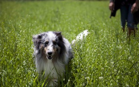 Beautiful Sheltie breed dog in the high grass