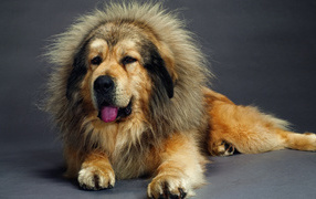 Beautiful Tibetan mastiff
