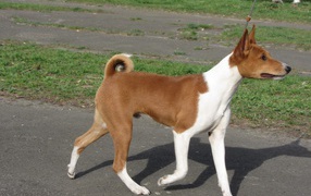 Beautiful basenji breed dog on a walk