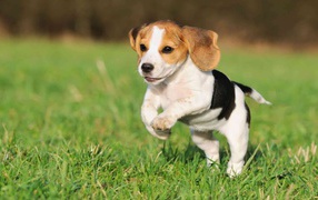 Beautiful beagle puppy jumping
