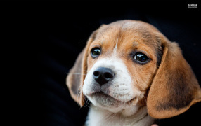 Beautiful beagle puppy on a black background