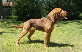Beautiful bloodhound on a walk