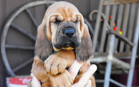 Beautiful bloodhound puppy in the hands of owner
