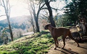 Красивый боксёр любуется природой