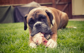 Beautiful boxer chewing a bone