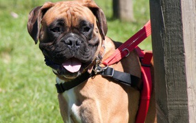 Красивый боксёр на поводке