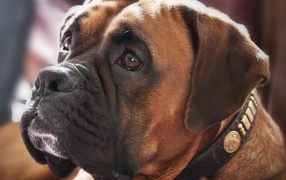 Красивый боксёр смотрит на хозяина