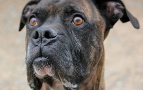 Красивый боксёр кого-то увидел