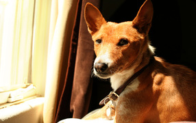 Beautiful dog Basenji breed near the window