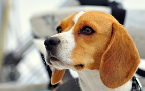 Beautiful dog beagle someone saw