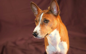 Beautiful dog breed Basenji posing on a burgundy background
