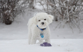 Beautiful dog breed Bichon Frise winter walking