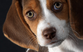 Beautiful eyes beagle dog