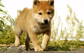 Beautiful puppy akita inu