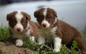 Beautiful red border collie puppies