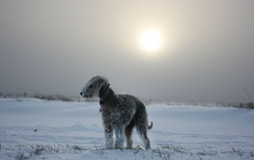 Bedlington Terrier in the snow