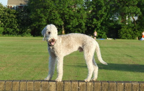 Bedlington Terrier on the fence