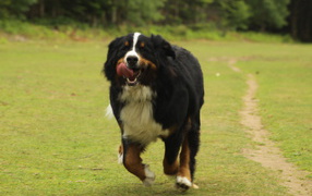 Бернская пастушья собака спешит к хозяину