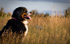 Бернская пастушья собака в поле