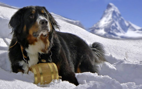 Bernese Mountain Dog in the snow on a background of mountains