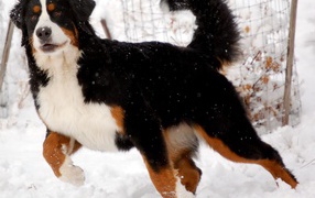 Бернская пастушья собака готовится бежать