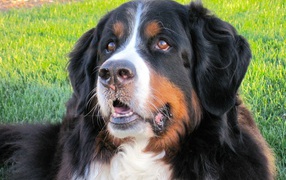 Бернская пастушья собака отдыхает на траве