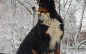 Бернская пастушья собака сидит в сугробе