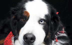 Bernese Mountain Dog with different eyes